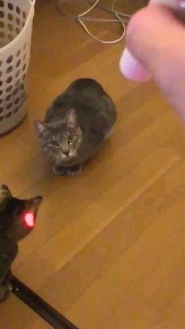 仕組みに気付いた猫