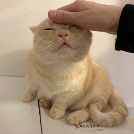 なでられて眼を閉じているみゅうちゃん