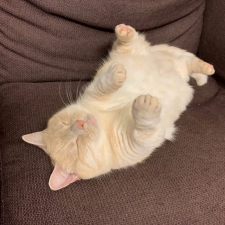 お腹を出して眠るみゅうちゃん