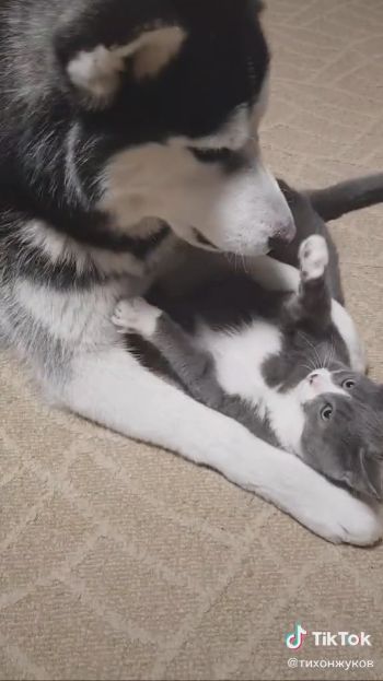 仲良しわんにゃん