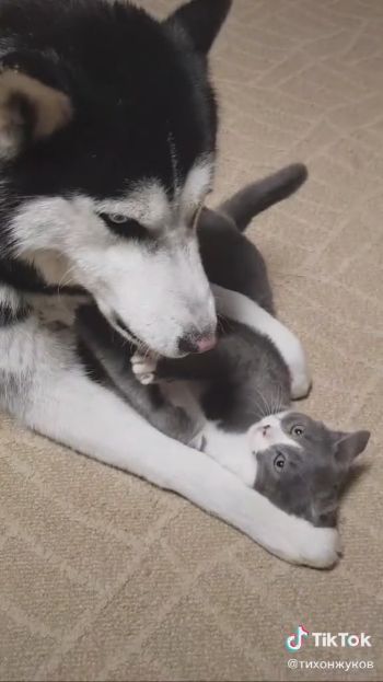 仲良しわんにゃん