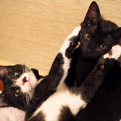 じゃじゃ嫁日記