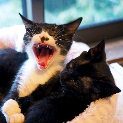 じゃじゃ嫁日記