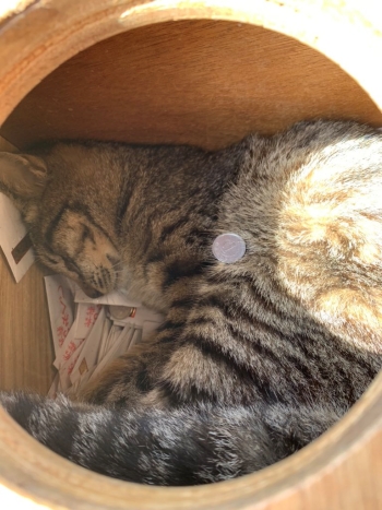 おみくじを引こうとしたら……猫ちゃん！ おみくじ箱の中で昼寝