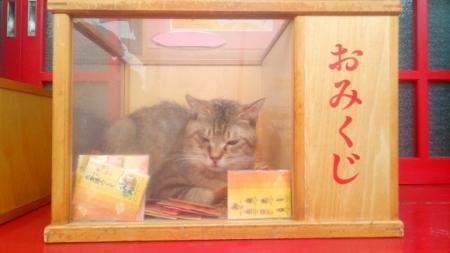 おみくじ箱の猫横長