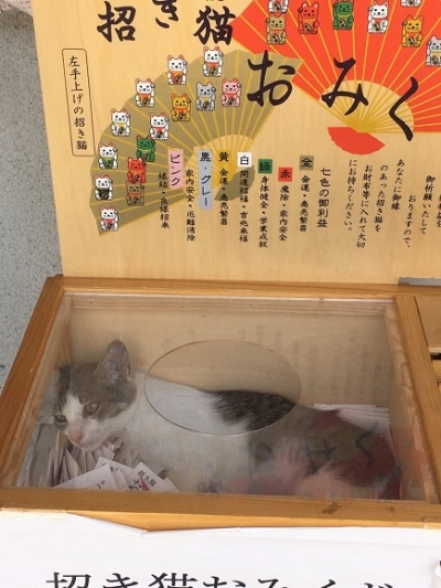 おみくじを引こうとしたら……猫ちゃん！ おみくじ箱の中で昼寝