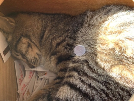 おみくじ台の猫 常滑招き猫おみくじ 右手上げ 白 ちょっとしたスペースに飾れる