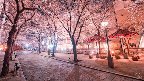 Twitter ハッシュタグ #ツイッターお花見2020 桜 写真