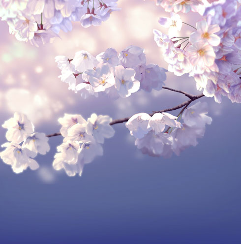 桜 イラスト 絵 見れないなら描けばいいじゃない リアル 美しい 花見 自粛 マクー