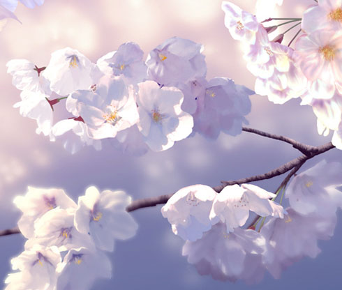 桜 イラスト 絵 見れないなら描けばいいじゃない リアル 美しい 花見 自粛 マクー