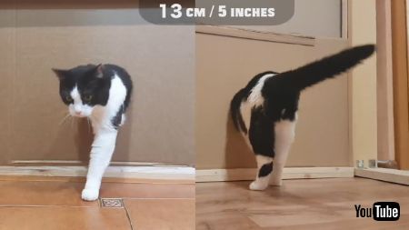 狭い穴に挑むネコちゃん