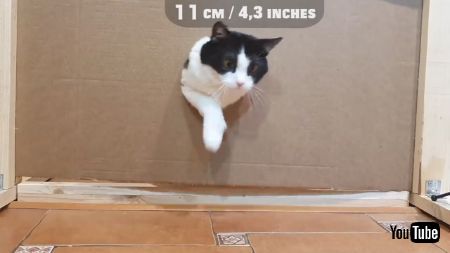 狭い穴に挑むネコちゃん