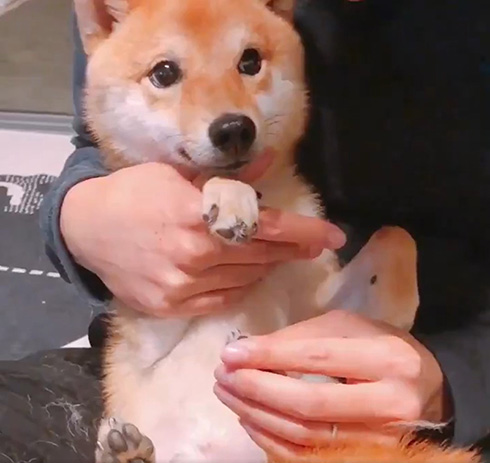 豆柴ちくわさん