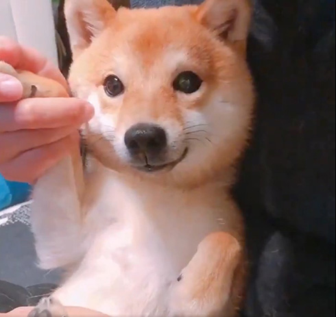 豆柴ちくわさん