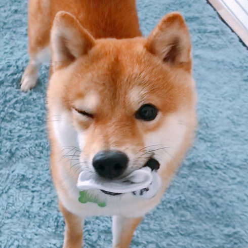 豆柴ちくわさん