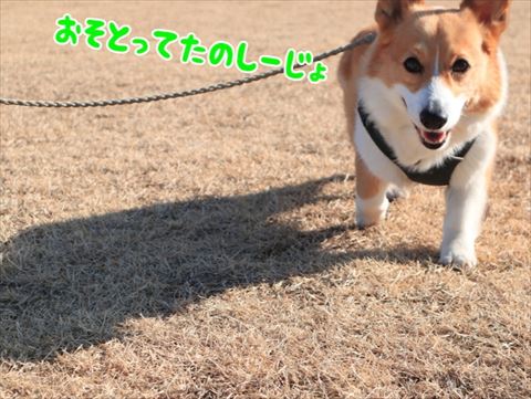 犬
