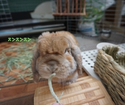 もんじももじじ