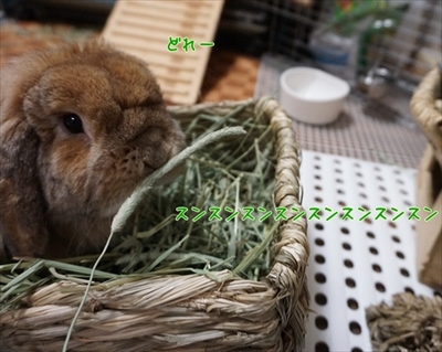 もんじももじじ