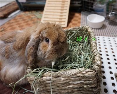 もんじももじじ