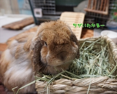 もんじももじじ