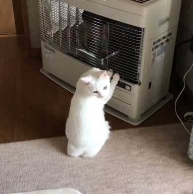 猫 ストーブ 点いてます？ 寒い 待機 リリー 北海道 しんばぷー