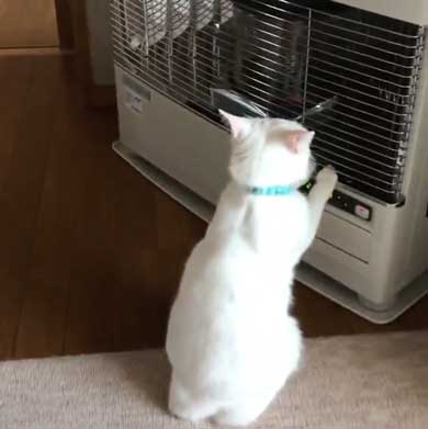 猫 ストーブ 点いてます？ 寒い 待機 リリー 北海道 しんばぷー