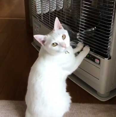 猫 ストーブ 点いてます？ 寒い 待機 リリー 北海道 しんばぷー