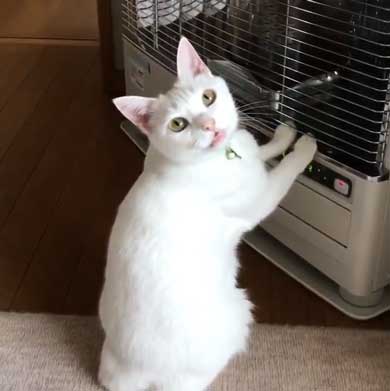 猫 ストーブ 点いてます？ 寒い 待機 リリー 北海道 しんばぷー
