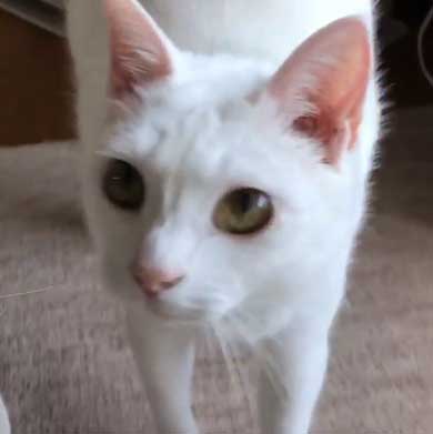 猫 ストーブ 点いてます？ 寒い 待機 リリー 北海道 しんばぷー