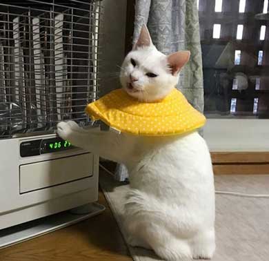 猫 ストーブ 点いてます？ 寒い 待機 リリー 北海道 しんばぷー