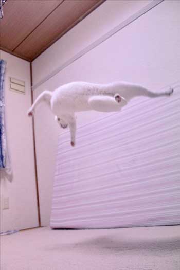 猫 ストーブ 点いてます？ 寒い 待機 リリー 北海道 しんばぷー