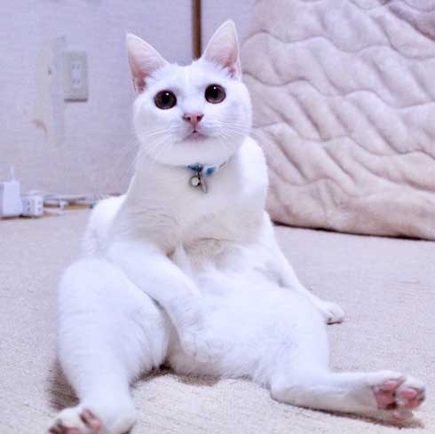 猫 ストーブ 点いてます？ 寒い 待機 リリー 北海道 しんばぷー