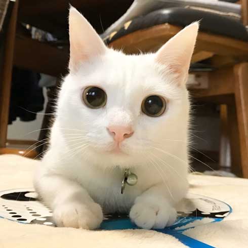 猫 ストーブ 点いてます？ 寒い 待機 リリー 北海道 しんばぷー