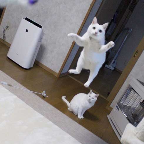 猫 ストーブ 点いてます？ 寒い 待機 リリー 北海道 しんばぷー