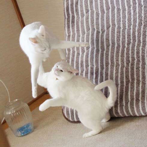 猫 ストーブ 点いてます？ 寒い 待機 リリー 北海道 しんばぷー