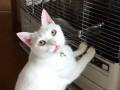 「あのこれ、ストーブついてます？」　暖まろうとした猫ちゃんの訴える後ろ姿がかわいい