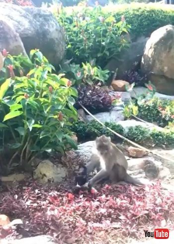 Holds and Strokes Kitty