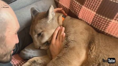 ピューマとソファでいちゃいちゃ