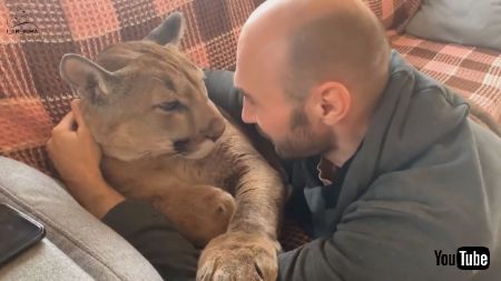 ピューマとソファでいちゃいちゃ