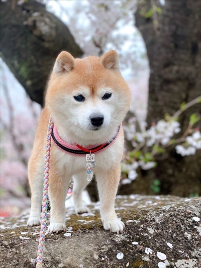 豆柴こむぎの部屋