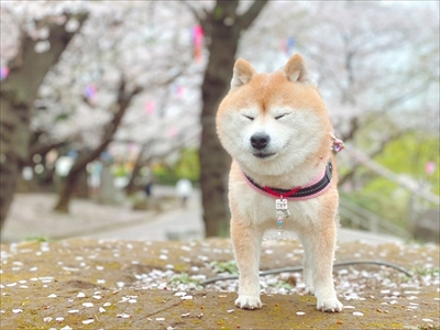豆柴こむぎの部屋