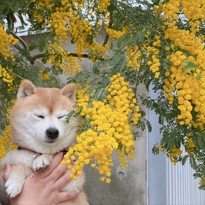豆柴こむぎの部屋
