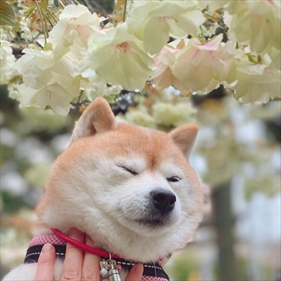 豆柴こむぎの部屋