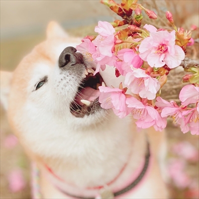 豆柴こむぎの部屋