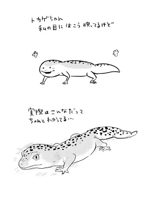 漫画 イラスト 松本ひで吉 トカゲ ヒョウモントカゲモドキ かわいい
