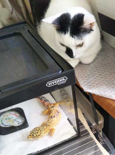 漫画 イラスト 松本ひで吉 トカゲ ヒョウモントカゲモドキ かわいい