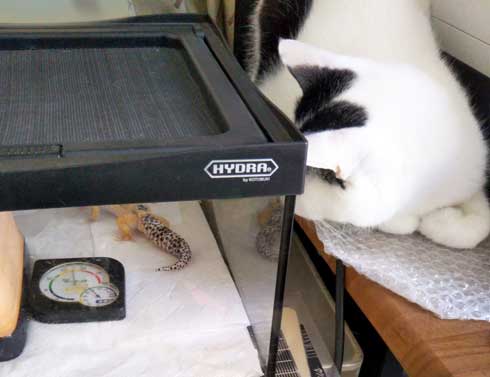 漫画 イラスト 松本ひで吉 トカゲ ヒョウモントカゲモドキ かわいい