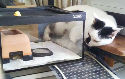 漫画 イラスト 松本ひで吉 トカゲ ヒョウモントカゲモドキ かわいい