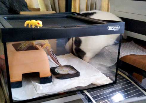 漫画 イラスト 松本ひで吉 トカゲ ヒョウモントカゲモドキ かわいい