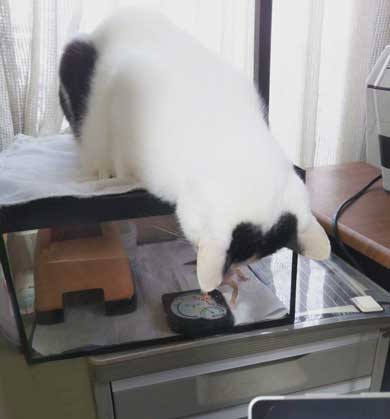 漫画 イラスト 松本ひで吉 トカゲ ヒョウモントカゲモドキ かわいい